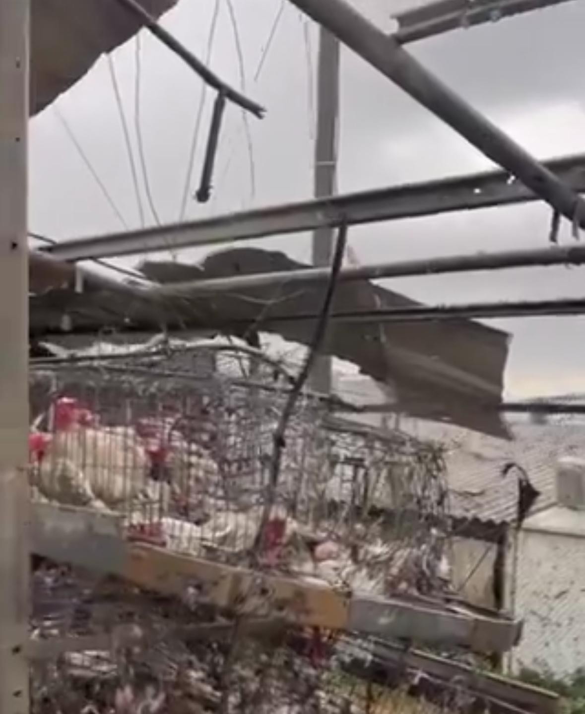 נזק אדיר: טיל נ"ט פגע בלול תרנגולות במרגליות - מאות מתו