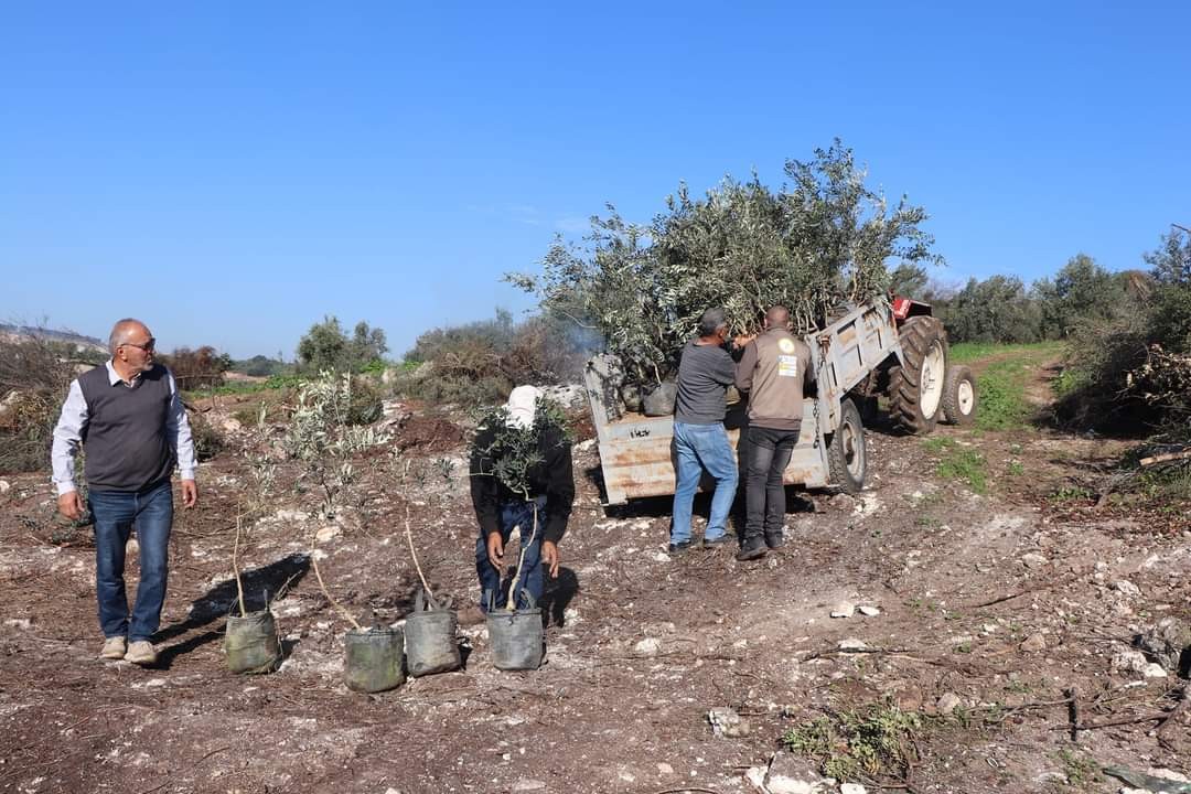 דרך שתילת עצי זית: ארגון של הרש"פ השתלט על אלף דונם בשטחי C