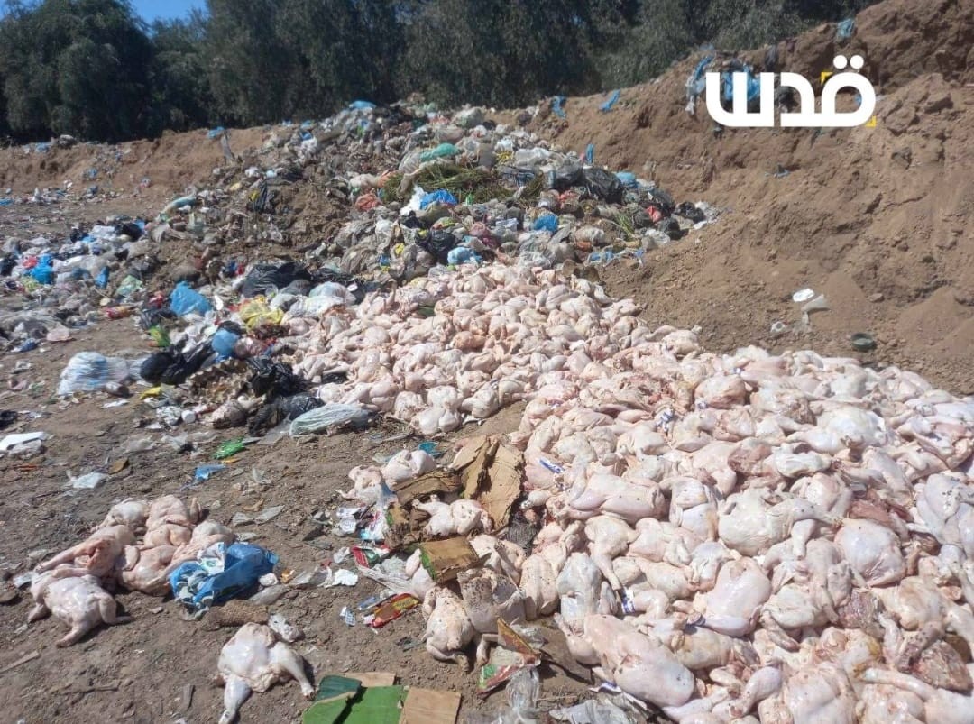 תיעוד מקומם: טונות של עוף "פג תוקף" זרוק במחנה נוסיראת בעזה