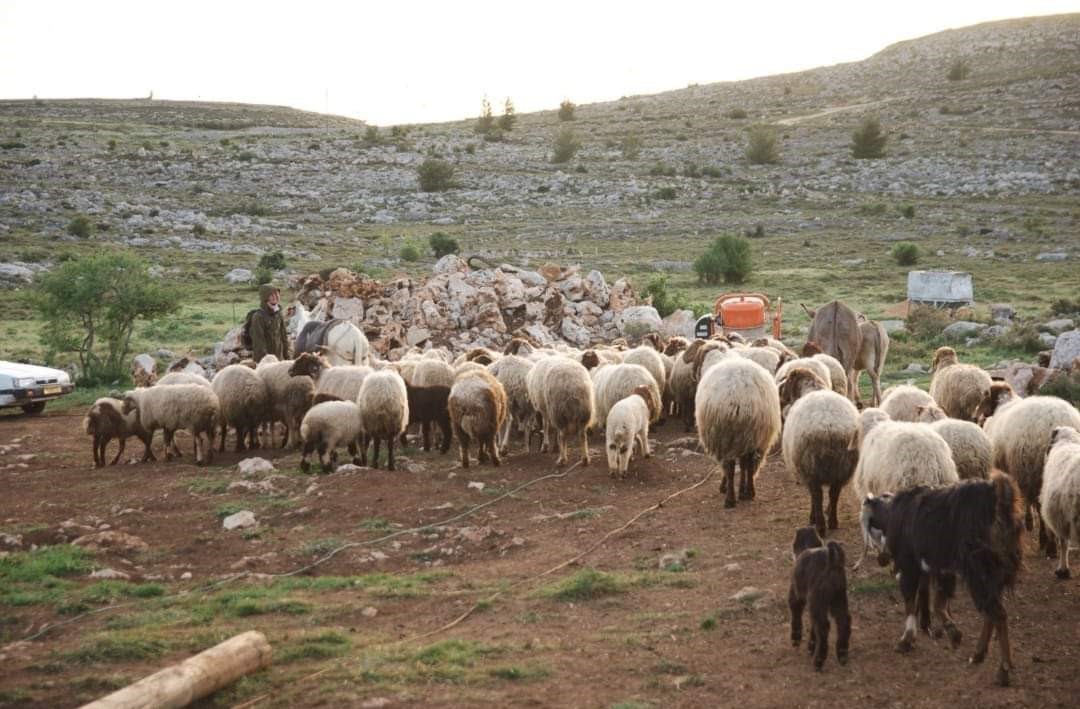 אחרי לילה של טרור בבקעה: פעילי שמאל הגיעו לסייע לערבים