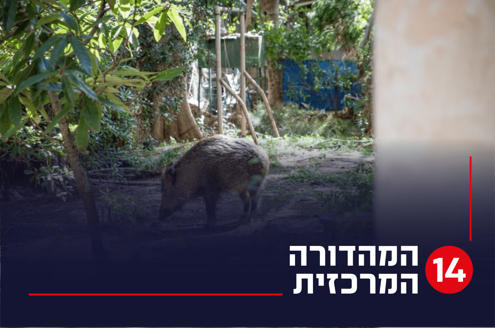 מחדל חמור: חזירי בר מסתובבים בחופשיות בחדר האוכל של החיילים