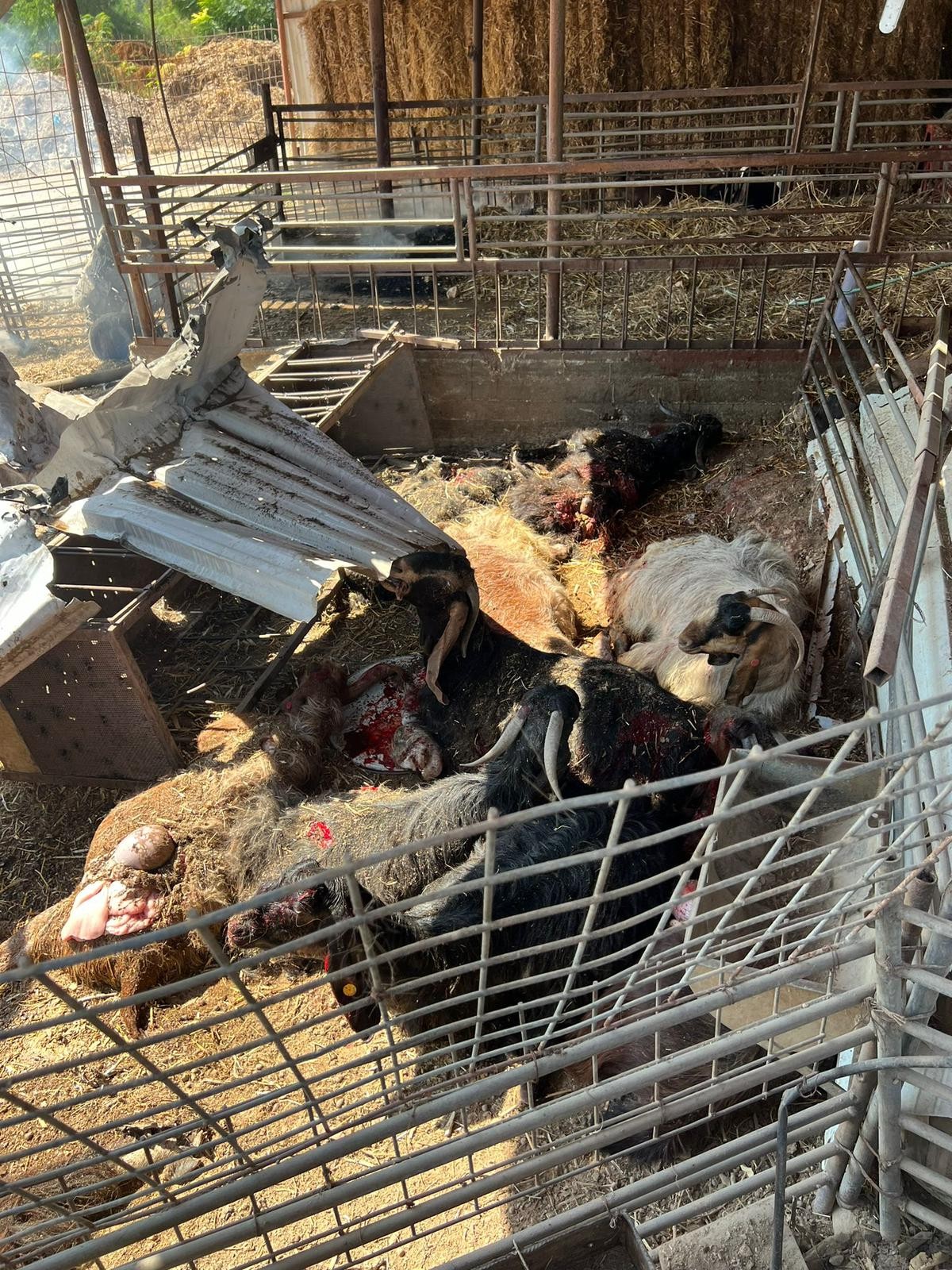 הנקמה של נסראללה אחרי מאות מחוסלים: פגיעה ישירה בדיר עיזים