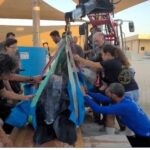 300 ק"ג ואורך של 2 מטר: צב הים הגדול בעולם נמצא פצוע בחוף