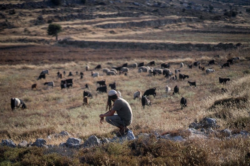 לעיני המצלמות: פורעים ערבים תקפו רועי צאן בבקעת הירדן | צפו