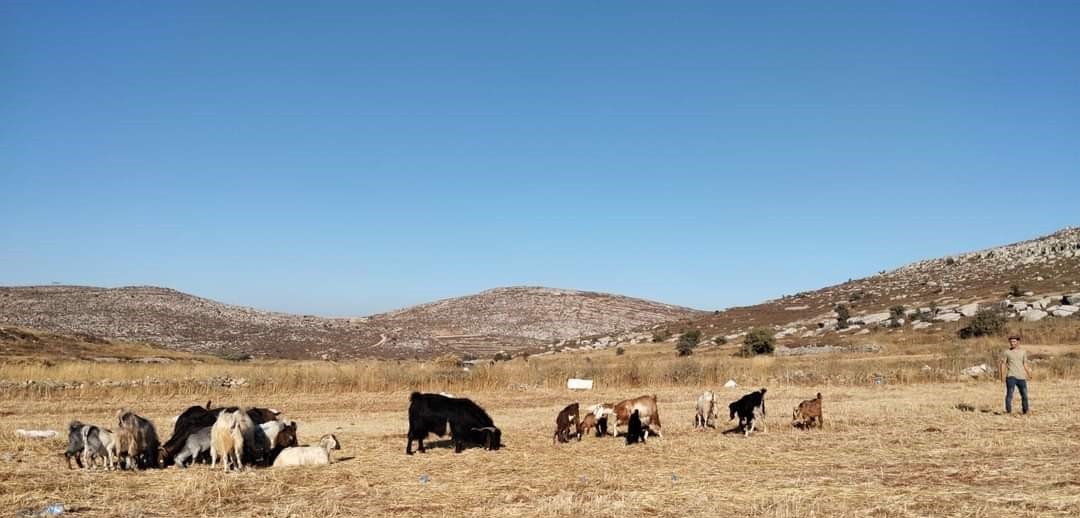 בפעם השניה בשבוע: ערבים ניסו להרעיל עדר צאן בגבעת אור מאיר