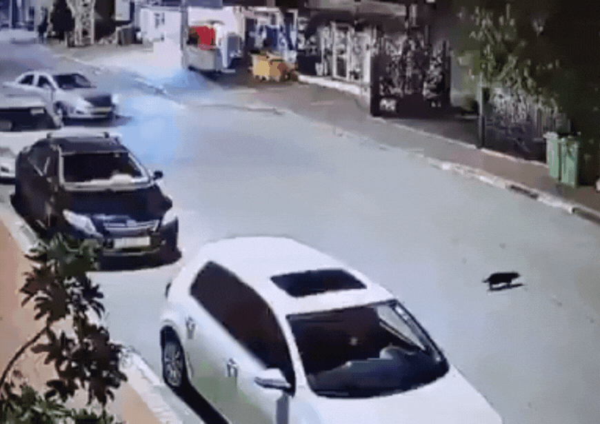 מזעזע: תושב באקה אל גרביה נעצר לאחר שתועד דורס חתול בכוונה