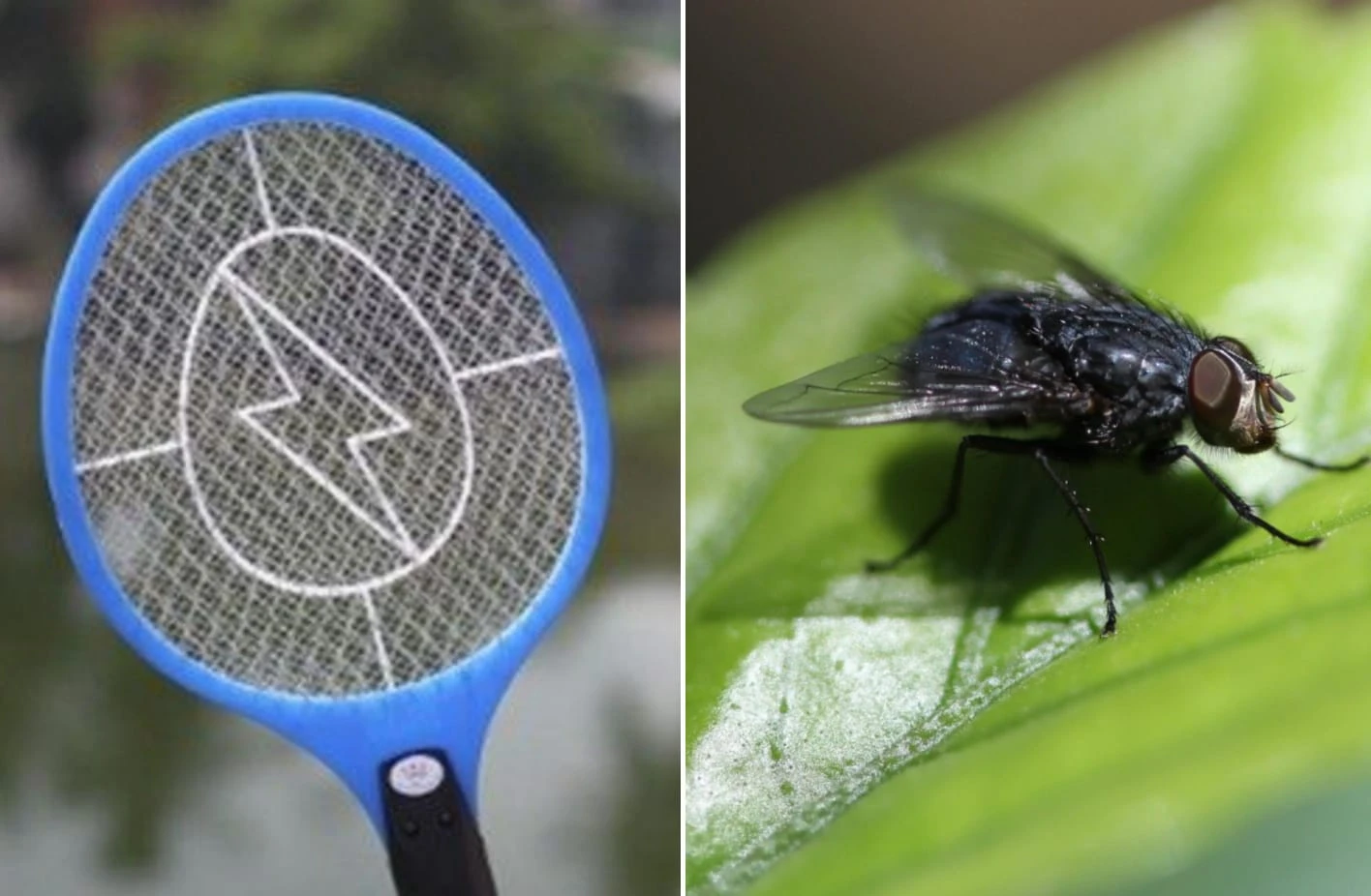 ידעתם את זה? זו הסיבה שמחבטי הזבובים והיתושים מחוררים