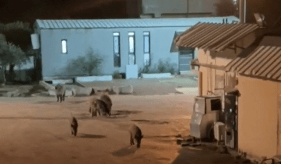 מחדל: צה"ל טען שטיפל, אך חזירים עדיין משוטטים במחנה עופר