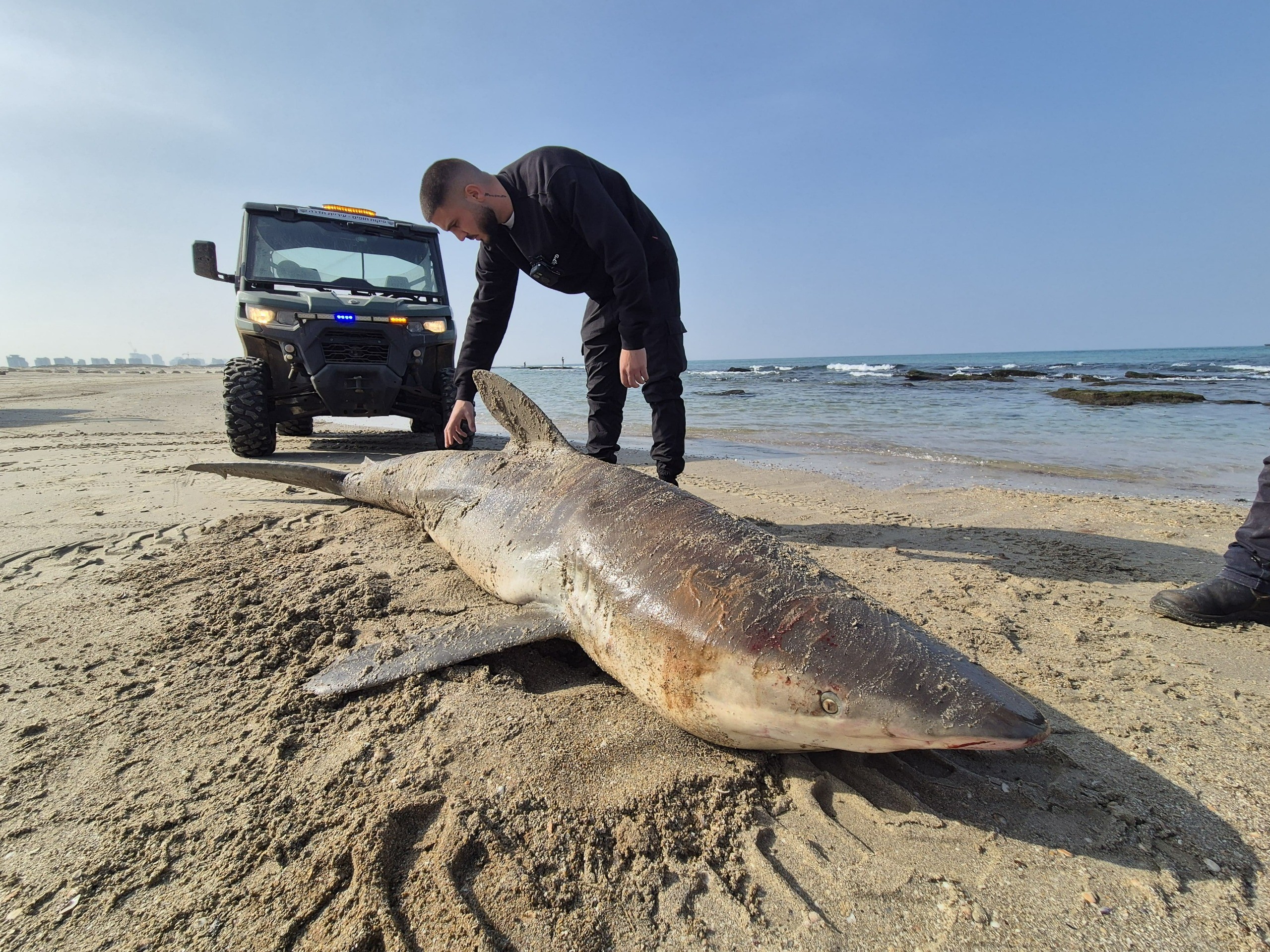 הלם בחדרה: כרישה מתה נסחפה לחוף - זה מה שהמנתחים מצאו בבטנה