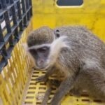 הרשת סוערת: קוף נוסף אותר בכפר הבדואי ביר הדאג'