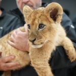 גן החיות נסגר: גור אריה ו-2 קופים חולצו משטחי הפזורה | צפו
