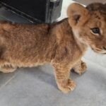 תופעה נרחבת: גורת אריות נוספת חולצה מהפזורה הבדואית