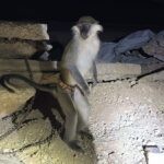 מזעזע: הקוף ה-12 אותר פצוע וקשור בשרשרת בפזורה הבדואית