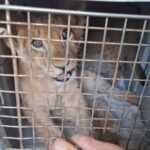 תופעה אכזרית: בעלי החיים שנתפסו בפזורה הבדואית במצב קשה