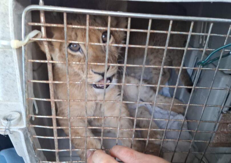 תופעה אכזרית: בעלי החיים שנתפסו בפזורה הבדואית במצב קשה
