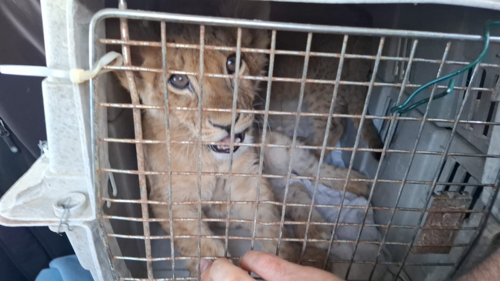 תופעה נרחבת: גורת אריות נוספת חולצה מהפזורה הבדואית