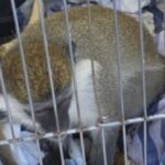 ההתעללות נמשכת: אותרו וחולצו שני קופי גנון ירוק נוספים