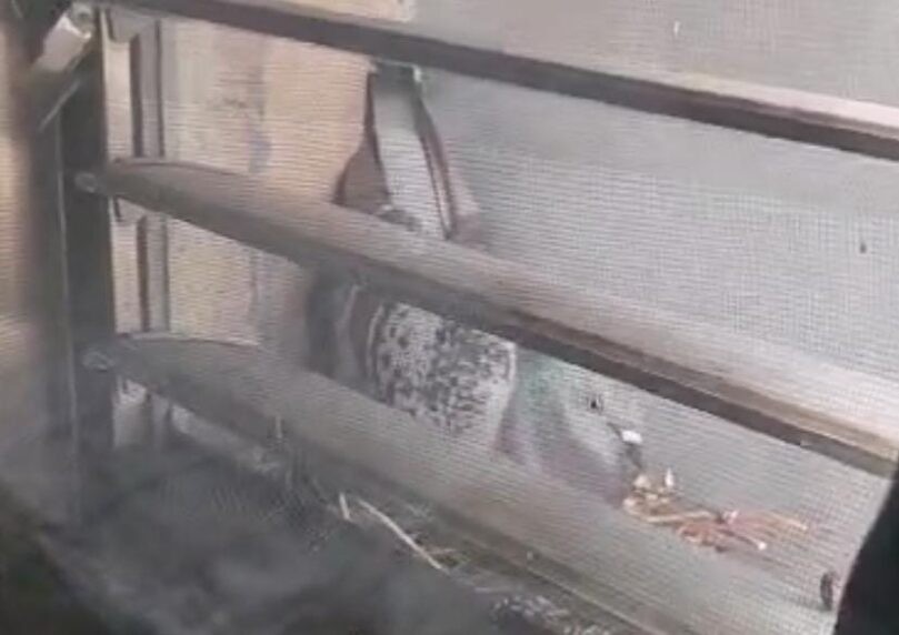 מזעזע: נער מהצפון ניסה להצית יונה וגוזלים באמצעות בושם