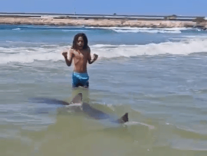 צפו: ישראלים מבחינים בכריש בחוף - ומתקרבים אליו