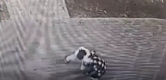 תושבת הצפון תקפה באכזריות אישה שתיעדה את ילדיה מתעללים בכלב