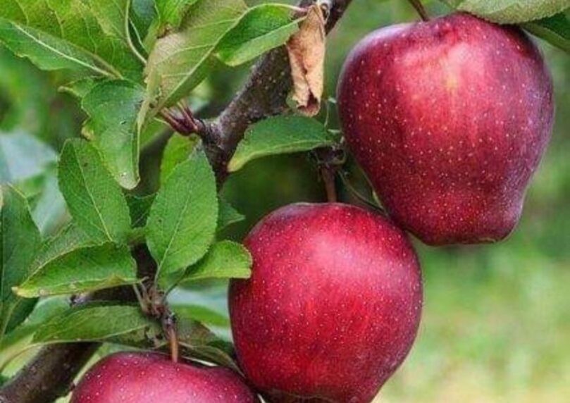 כתמים קטנים על הפירות? לא מה שחשבתם | הטיפים לקנייה חכמה