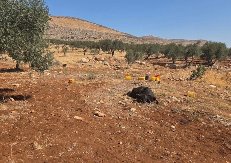 "קיבלו מוטיבציה": הטרור לא פוסק - הצתות והרעלת עדר בבנימין