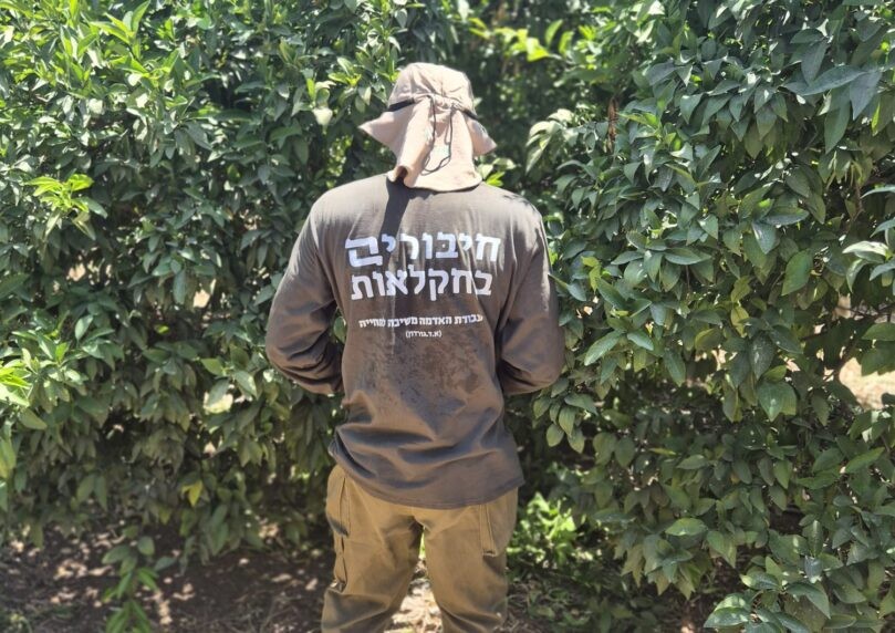 אילוסטרציה | צילום: חיבורים בחקלאות