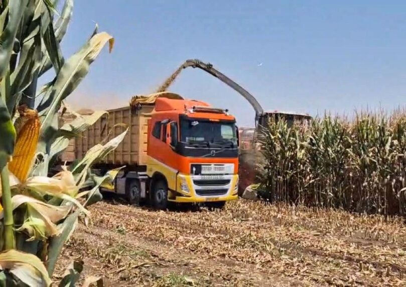 מצב חמור: יבול התירס בגליל צנח, 70% מגידולי הקיץ לא נזרעו