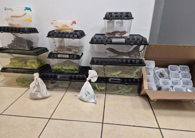 דחס את כולם במזוודה אחת: נמנע ניסיון הברחת זוחלים בנתב"ג