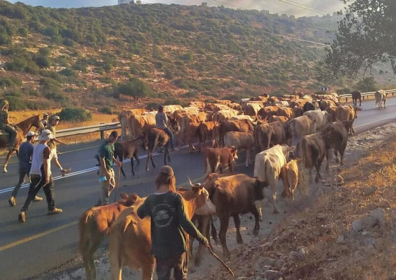 נשיונל ג’יאוגרפיק בגרסה ישראלית: מסע הבקר המרהיב בשומרון