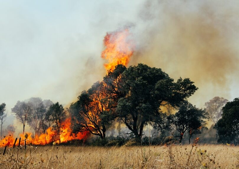 ברקע גל החום החריג: שריפות יער במספר מוקדים בדרום אירופה