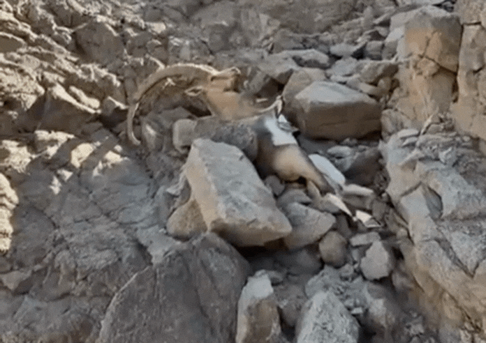 בזכות עירנות עובדי המלון: יעל פצוע חולץ במבצע דרמטי באילת