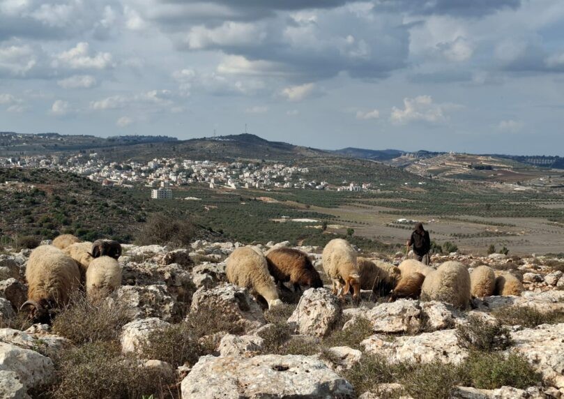 בני 13 ואבות לילדים: כך מתמודדים רועי הצאן ביו"ש עם הסופה