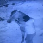 הבושה מתה: סוסים יקרים נגנבו מחווה ללוחמים פוסט-טראומטיים