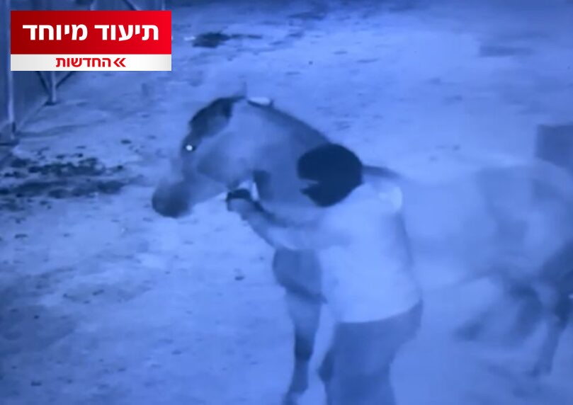 הבושה מתה: סוסים יקרים נגנבו מחווה ללוחמים פוסט-טראומטיים