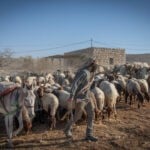 חריג: המנהל האזרחי החרים עדר צאן בגוש עציון – זו הסיבה