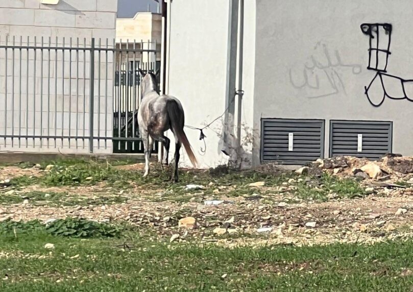 פרסום ראשון: הסוס שנגנב מחוות קלחים - אותר בפזורה הבדואית