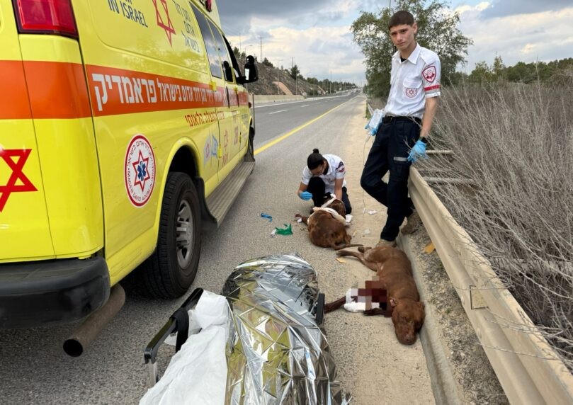 חזיר בר תקף צעיר ושני כלבים ליד שוהם