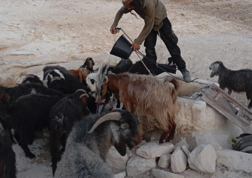 בצה"ל מודים: עיזים מתו במהלך הרס נקודת התיישבות בגוש עציון