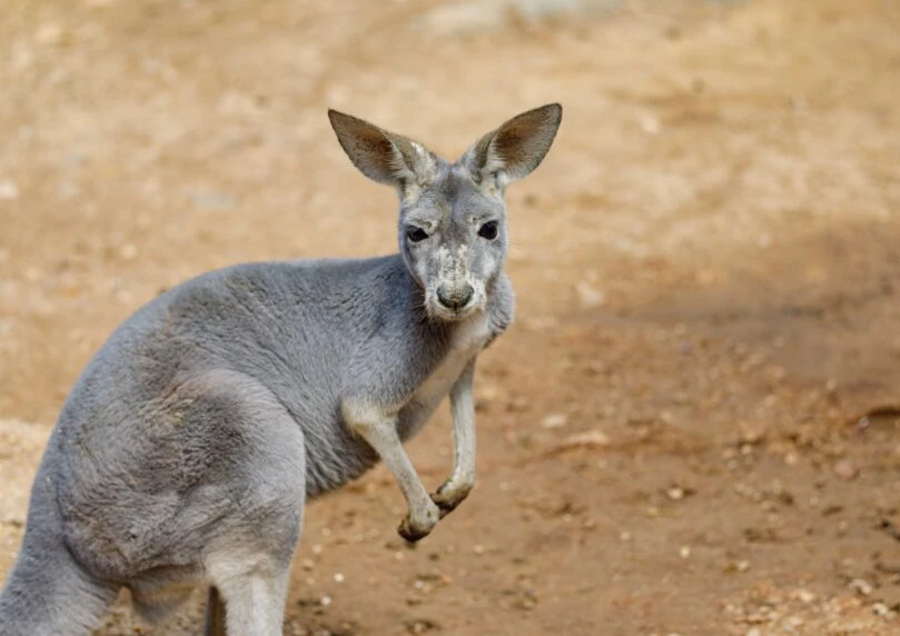 תיעוד ביזארי מאוסטרליה: קנגורואים שיבשו מירוץ אופניים | צפו