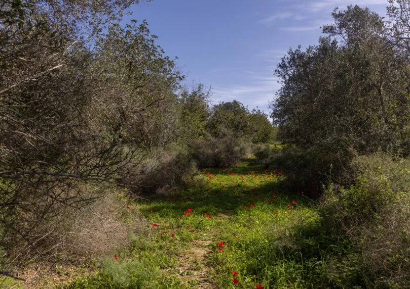 בלי הפתעות: התחזית המלאה להמשך השבוע