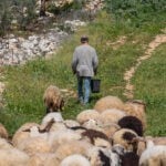 ערבים ביו״ש גנבו עדר צאן מחווה – ותקפו באכזריות את המתנדבים