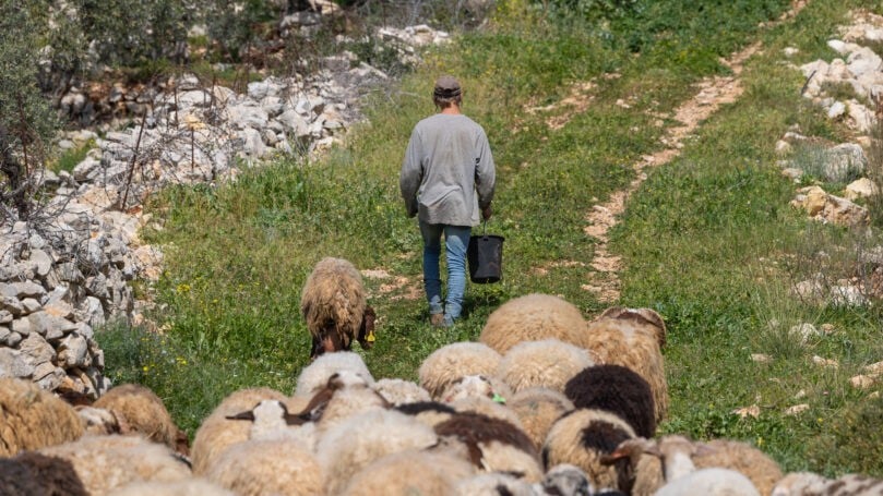 ערבים ביו״ש גנבו עדר צאן מחווה - ותקפו באכזריות את המתנדבים