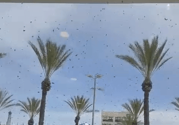 בהלה בנתיבות: אלפי דבורים פשטו על מתחם הקניות והבתים | צפו