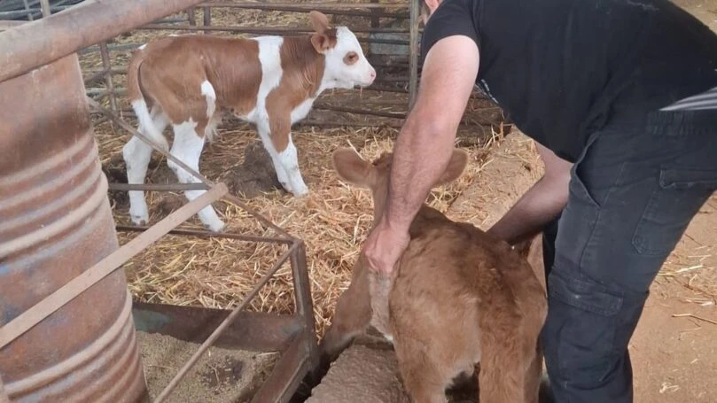 לאחר שורת תלונות: תושב הצפון נעצר בחשד לגניבת עגלים מחקלאים