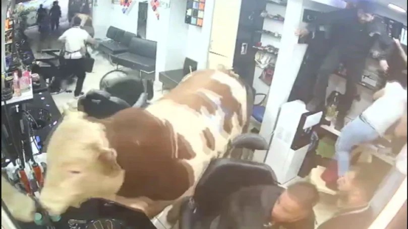 טורקיה: פר הסתער לתוך מספרה, הלקוחות בקושי נמלטו | צפו