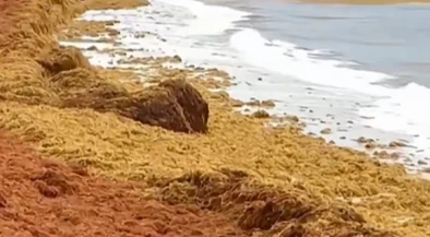 צילום: רשתות חברתיות