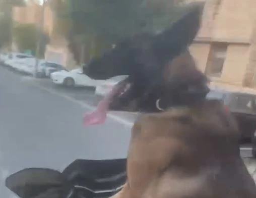 בשביל סרטון לרשת: צעיר נסע עם כלבו על אופנוע - ונחקר במשטרה