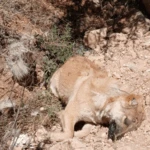 פיגוע הרעלה מחריד בשומרון: "הכלבים פרכסו ומתו תוך דקות"