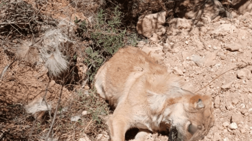 פיגוע הרעלה מחריד בשומרון: "הכלבים פרכסו ומתו תוך דקות"